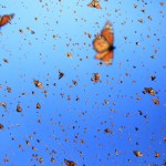 Flight of the Butterflies - Monarch Sky2 - SK Films2 (1)