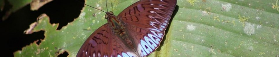 cropped-cropped-butterfly-one.jpg