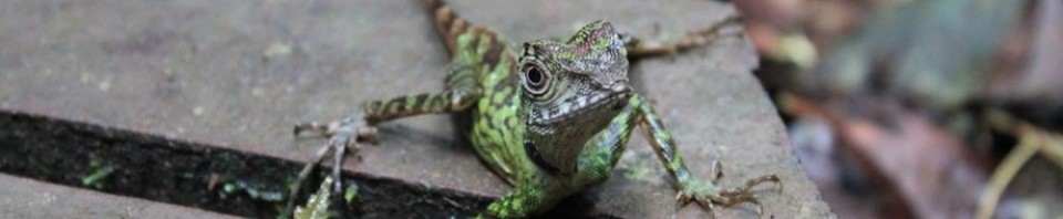 cropped-cropped-lizzard.jpg
